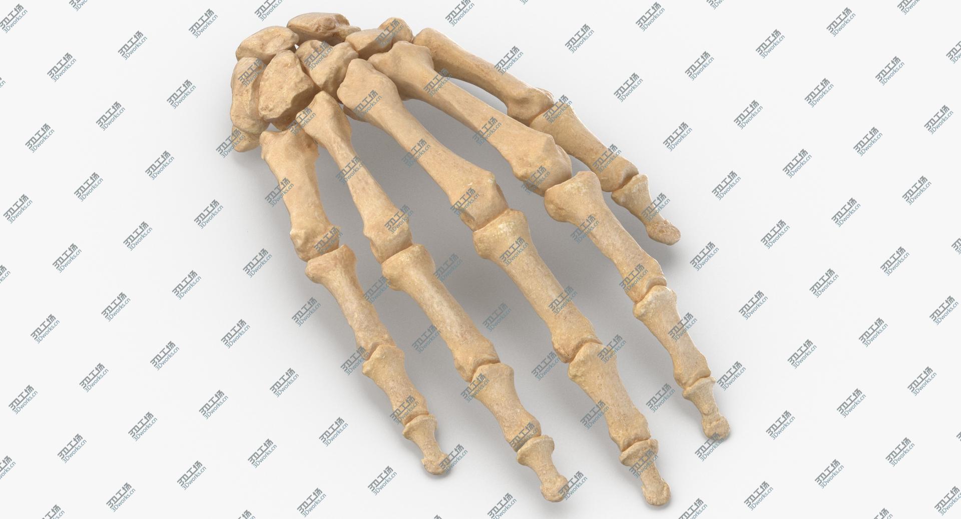 images/goods_img/2021040234/3D Real Human Hand Bones Anatomy 01/1.jpg